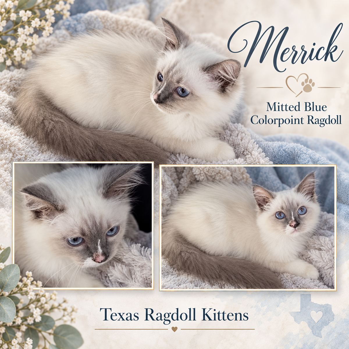Merrick | Blue Mitted Colorpoint Ragdoll Kitten