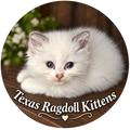 Pure White Texas Ragdoll Kittens | Ragdoll Magnet