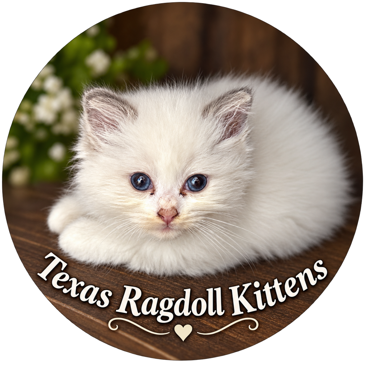 Pure White Texas Ragdoll Kittens | Ragdoll Magnet