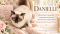 Danielle | Young Adult Mitted Seal Colourpoint Ragdoll Female Cat | Texas Ragdoll Kittens
