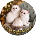 Twin Texas Ragdoll Kittens | Ragdoll Magnet