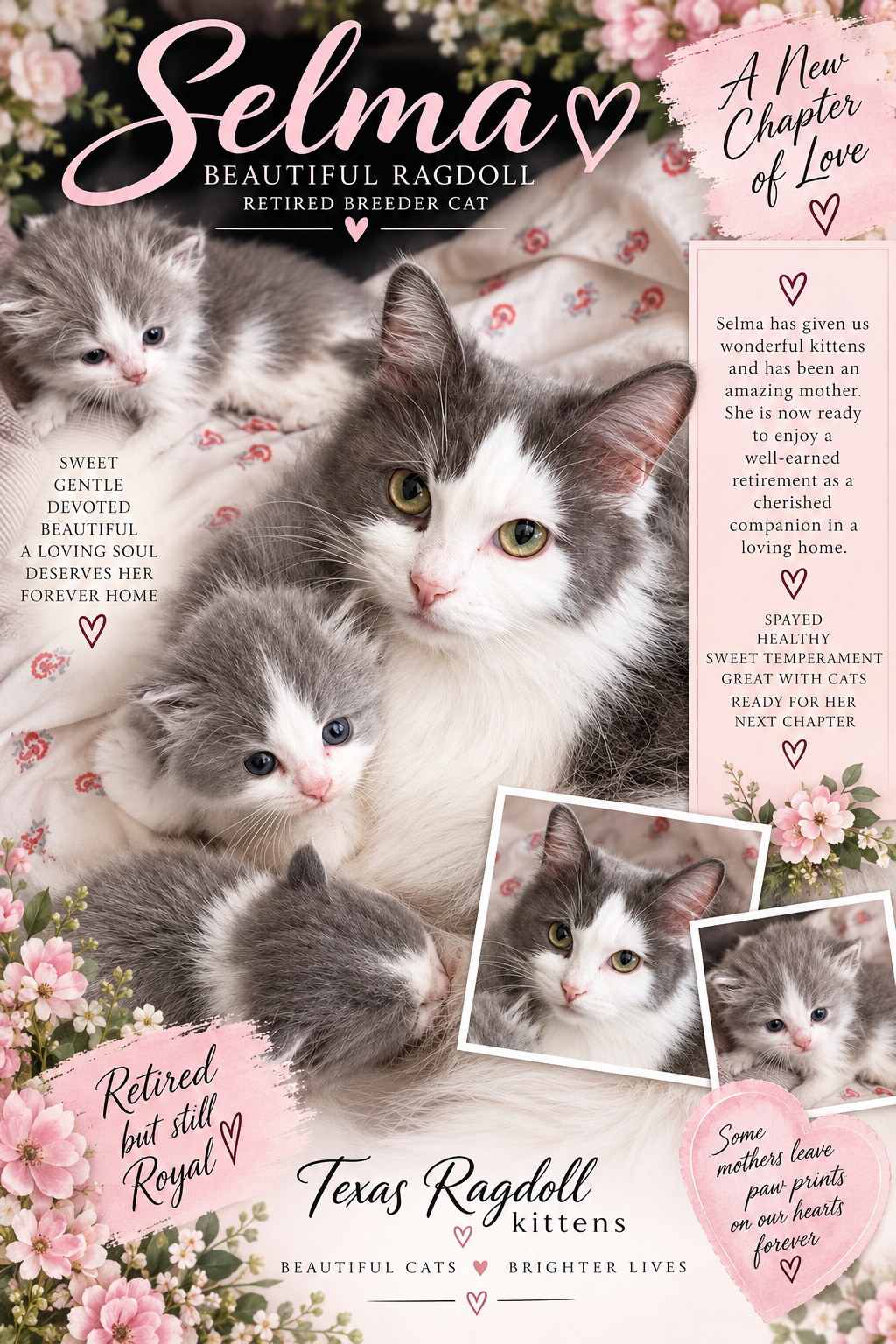 Selma | Retired Smoke Bicolor Ragdoll Cat | Texas Ragdoll Kittens

