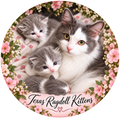 Selma and Her Babies Ragdoll Cat Sticker