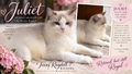 Juliet | Retired Breeder Lilac Bicolor Ragdoll | Texas Ragdoll Kittens