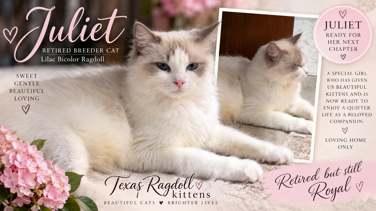 Hold Your Kitten | $200 Deposit | Texas Ragdoll Kittens