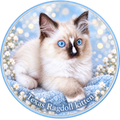 Texas Ragdoll Kittens Custom Die-Cut Cat Sticker