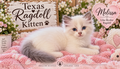 MELISSA  – Lilac Female | Texas Ragdoll Kitten