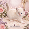 Lavender Floral Ragdoll Kitten Laptop Sleeve | Texas Ragdoll Kittens