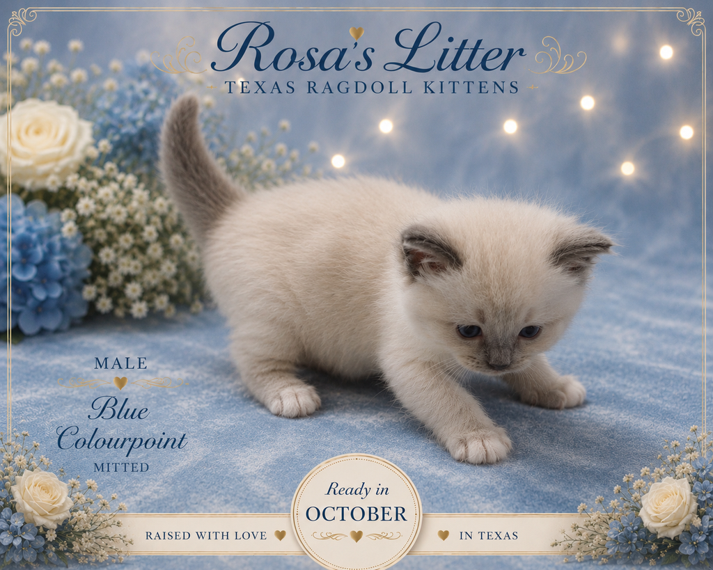 Dallas – Blue Colourpoint Mitted male Texas Ragdoll kitten from Rosa's Litter, exploring on blue blanket with hydrangeas