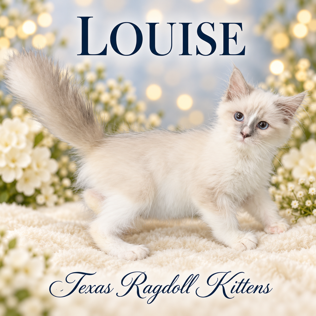 Louise, female blue colourpoint mitted Ragamuffin kitten, Texas Ragdoll Kittens