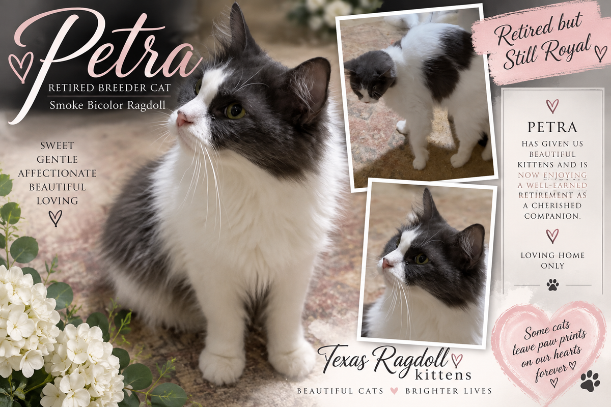 Petra | Retired Breeder Smoke Bicolor Ragdoll | Texas Ragdoll Kittens