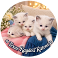 Texas Ragdoll Kittens Bubble-Free Cat Sticker