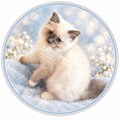 Texas Ragdoll Kittens Fridge Magnet | Ragdoll Cat Magnet