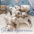 Texas Ragdoll Kittens Greeting Card | Blank Inside with Envelope